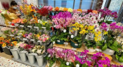 鲜花零售,探索鲜花零售的多元化与创新发展