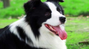 边境牧羊犬好养么,养宠界的“完美伴侣”？揭秘好养程度